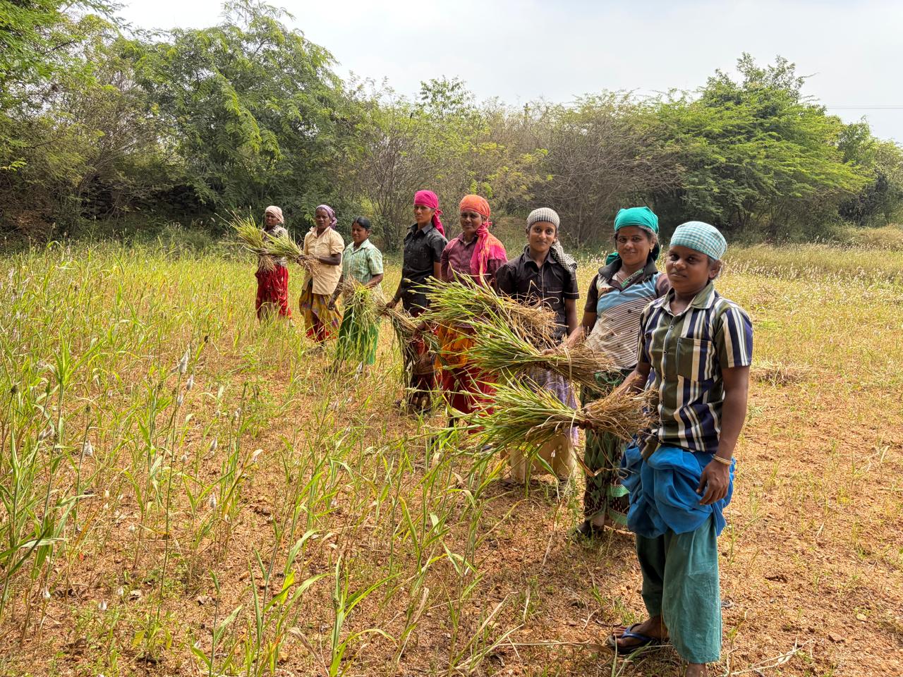 Wome Harvesting – Flayer 1